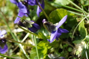 Viola odorata