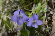 Viola rupestris