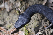 Vipera aspis