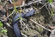 Vipera aspis