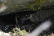 Vipera aspis