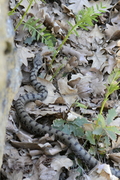 Vipera aspis