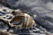 Viviparus viviparus