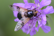 Volucella pellucens