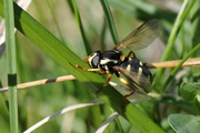 Xanthogramma citrofasciatum