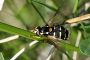 Xanthogramma citrofasciatum