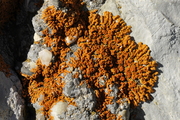 Teloschistales