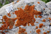 Xanthoria elegans