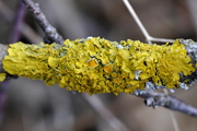 Xanthoria parietina