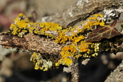 Xanthoria parietina