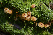 Xeromphalina campanella