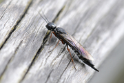 Xiphydria camelus