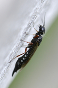 Xiphydria camelus