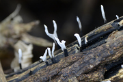 Xylaria hypoxylon