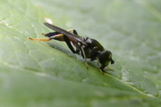 Xylota ignava