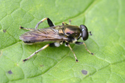 Xylota segnis