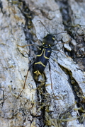 Xylotrechus antilope