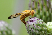 Xyphosia miliaria