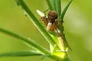 Xysticus