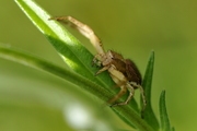 Xysticus