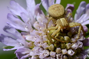 Xysticus