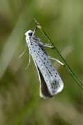 Yponomeuta evonymella