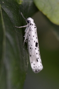 Yponomeuta plumbella