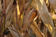 Zea mays