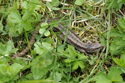 Zootoca vivipara