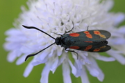 Zygaena filipendulae
