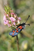 Zygaena rhadamanthus