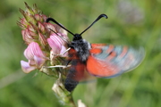 Zygaena rhadamanthus