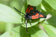 Zygaena romeo