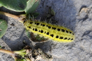 Zygaena