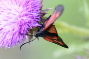 Zygaena