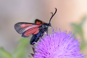 Zygaena
