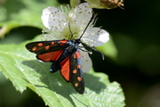 Zygaena transalpina