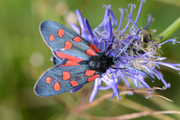 Zygaena transalpina