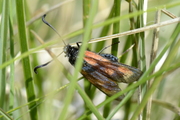 Zygaena trifolii